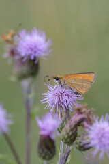 Essex skipper (Thymelicus lineola) on a creeping thistle blossom.