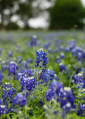 Wonderful blue bonnet with Indian paintbrush wildflower