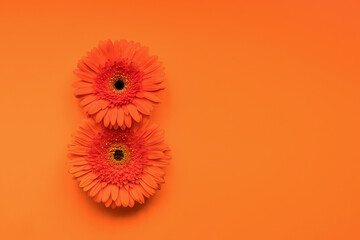 Gerbera buds in the form of an eight on an orange background. Summer concept.