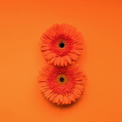 Gerbera buds in the form of an eight on an orange background. Summer concept.