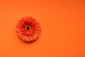 Poster Flower gerbera flower on orange background. Summer concept. © elenae333