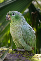 Mealy Parrot, Ecuador Amazon Rain Forest
