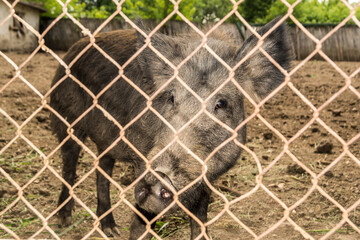 A small wild pig is closed in a fence, behind a net. A boar looks at us through the iron mesh