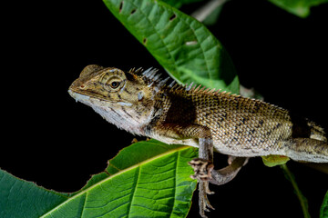 Selective focus of A brown chameleon is perched on a branch. Creatures with sharp and fine scales.