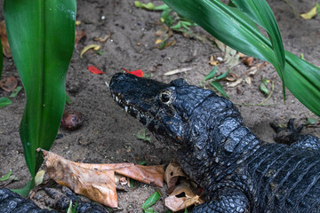 Small crocodile - Head closeup shot