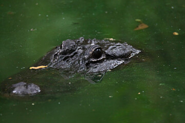 Crocodile in water- Head closeup shot