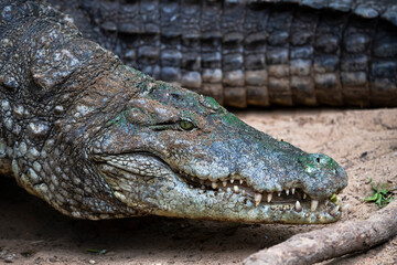 Crocodile walking on the land surface - closeup shot