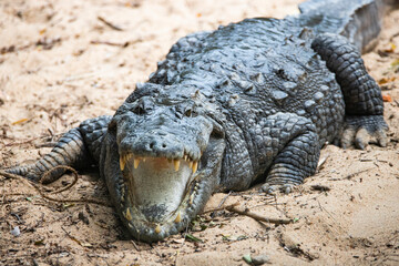 Crocodile on a lake shore mouth opened