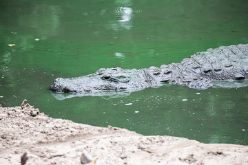 Crocodile swimming in a lake
