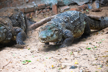 Two crocodiles walking side by side