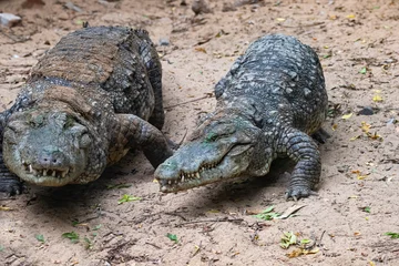 Keuken spatwand met foto Two crocodiles walking side by side © fromsham55