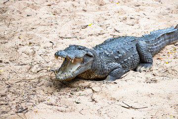 Crocodile on a lake shore mouth opened