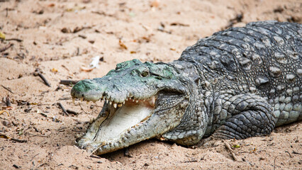 Crocodile mouth opened closeup shot