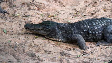 Crocodile sleeping on a lake shore