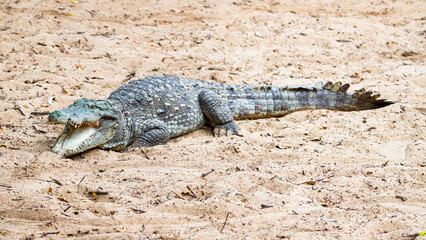 Crocodile on a lake shore mouth opened