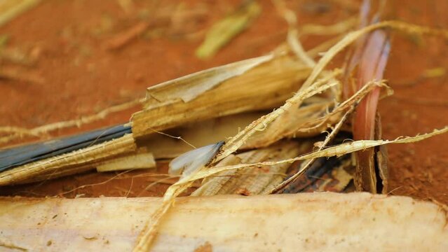 A termite crawls on the dry leaves in the African jungle. High quality FullHD footage