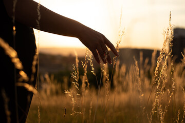 Naklejka na ściany i meble A hand touching plants in a field in the background of a beautiful golden sunset.