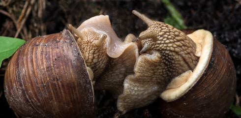 Two snails communicate with each other. Selective focus.