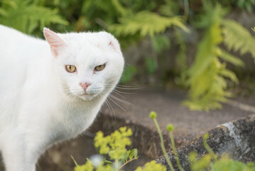 white invalid cat had ear amputated. Kitty is outside in garden.