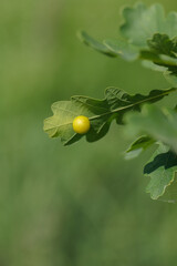 Gall apple on an oak leaf.