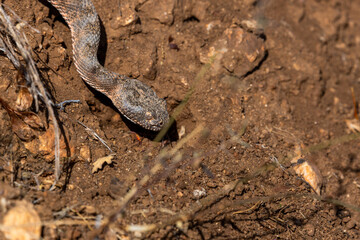 Tiger rattlesnake, Crotalus tigris, a highly venomous pit viper native to the American southwest, seen here in the Sonoran Desert. A beautiful and dangerous snake. Pima County, Arizona, USA.