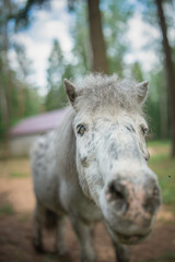 An elderly thoroughbred pony is playing in the forest.