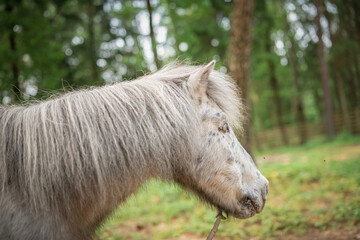 Fototapeta premium An elderly thoroughbred pony is playing in the forest.
