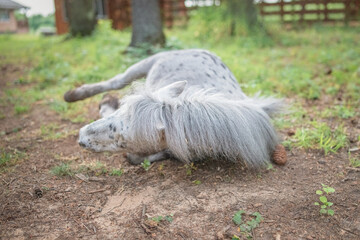 An elderly thoroughbred pony is playing in the forest.