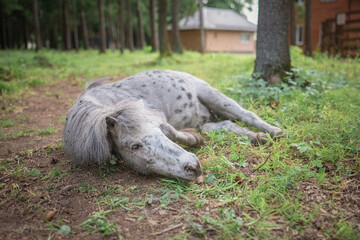 An elderly thoroughbred pony is playing in the forest.