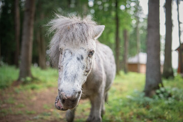 An elderly thoroughbred pony is playing in the forest.