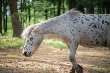 An elderly thoroughbred pony is playing in the forest.