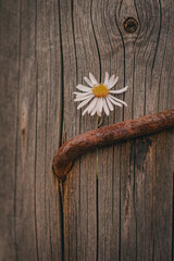 flowers on wooden background