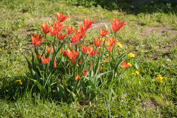 red tulips in the garden