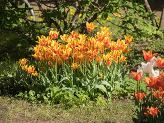 bright tulips on a spring day