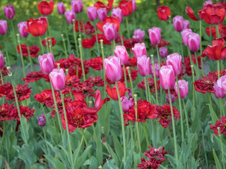 Fototapeta premium red and purple tulips