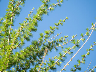 larch branches with green needles