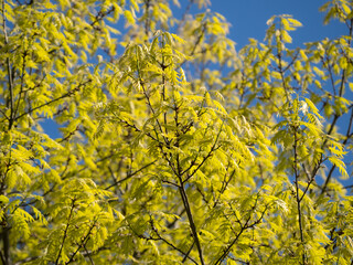 Fototapeta premium tree branches in the spring