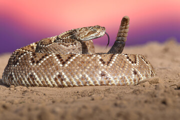 Crotalus in the wild