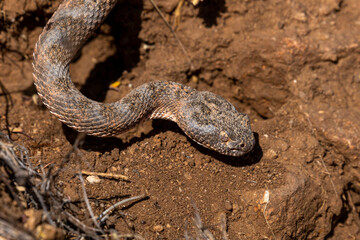 Tiger rattlesnake, Crotalus tigris, a highly venomous pit viper native to the American southwest, seen here in the Sonoran Desert. A beautiful and dangerous snake. Pima County, Arizona, USA.