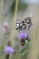 Male marbled white butterfly (Melanargia galathea).