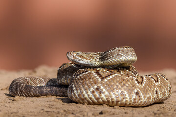 Crotalus in the wild