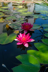 Nelumbo Nucifera. Lotus flower. Loto