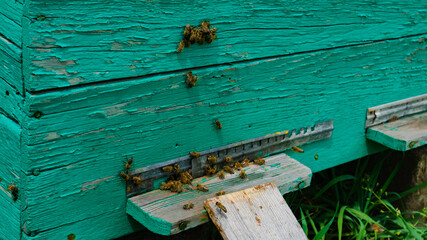 Obraz na płótnie Canvas The beekeeper works in the apiary. Beehive and honey production. Work at home apiary. Swarm of bees.