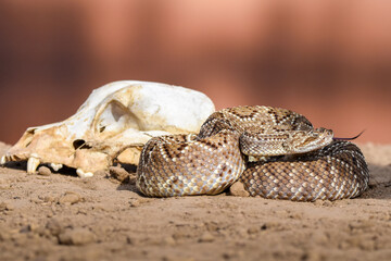 Fototapeta premium Crotalus with a skull
