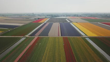 Foto op Canvas Tulip field from above  © Laura