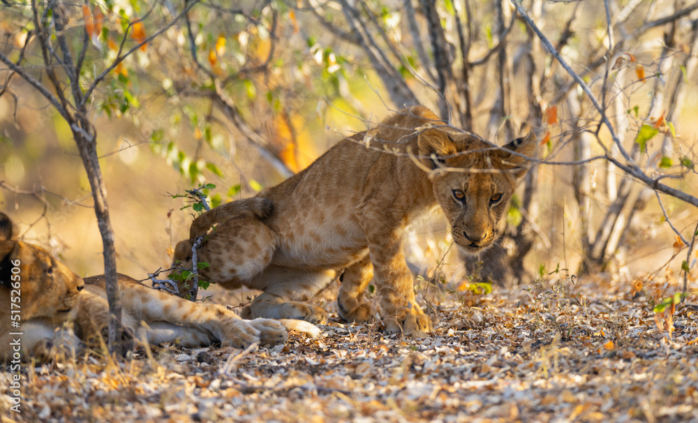 Wall mural Lion cubs resting under a bush in the Nyerere (Selous) National Park in southern Tanzania