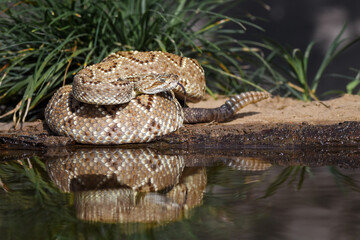 Crotalus in the wild