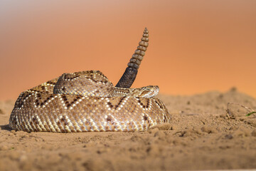 Naklejka premium Crotalus in the wild
