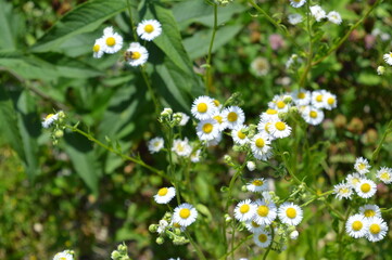 small daisies on a field