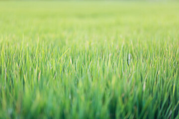 Green grass texture background, wallpaper. Fresh plants background with copy space